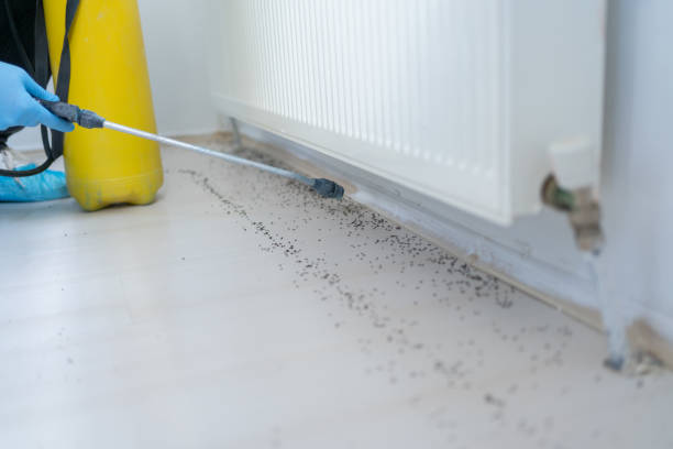 Reliable Goodview, MN Pest Control Solutions